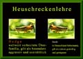 0c_heuschreckenlehre